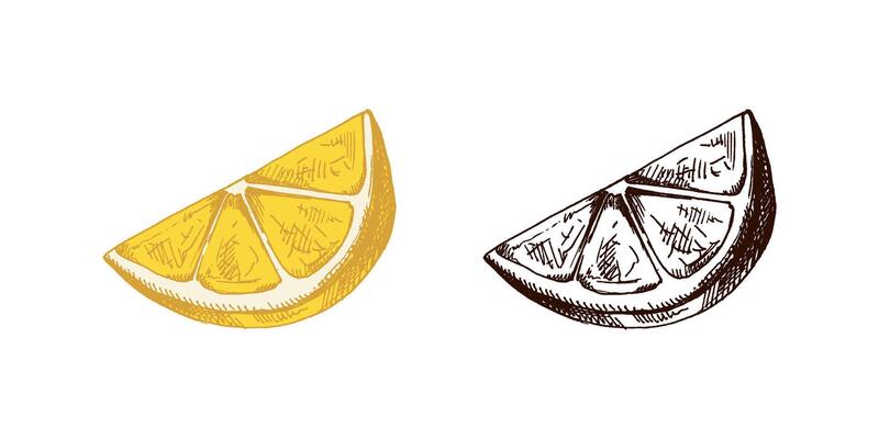 Hand-drawn lemon, lime sketch. Vintage lime, orange or lemon piece. Food sketch illustration of juicy piece for fresh drinks.