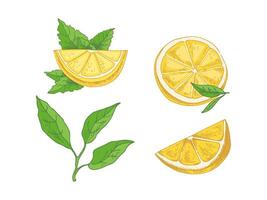 A hand-drawn sketch of a lemon. A plant with leaves. Lemon, slice and half of a lemon. Citrus. Orange, grapefruit. Great for a poster, menu or label. vector