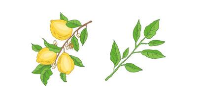 A hand-drawn sketch of a lemon. A branch with lemon fruits, leaves and flowers. Citrus. Great for a poster, menu or label. vector
