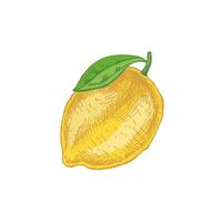 Hand-drawn lemon, lime sketch. Vintage lime or lemon fruit. Food sketch illustration of juice lime with leaf for fresh drinks. vector