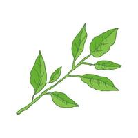 A hand-drawn sketch of a lemon tree branch with leaves. Great for a poster, menu or label. vector