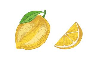 Hand-drawn sketches of lemon, lime and lemon slice. Vintage lime or lemon fruit. black ink outline food sketch illustration of juicy lime with leaf for fresh drinks. vector