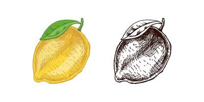 Hand-drawn lemon, lime sketch. Vintage lime or lemon fruit. Food sketch illustration of juice lime with leaf for fresh drinks. vector