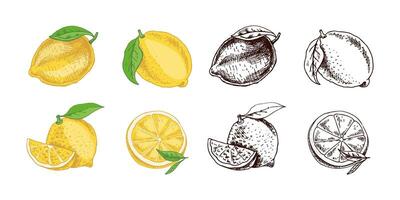 Hand drawn lemon sketch. Plant with leaves. Lemon, slice and lemon half. vector