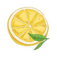 A hand-drawn sketch of a lemon. A flowering plant with two leaves. Half a lemon. Citrus. Orange vector