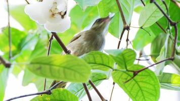 A bird is perched on a branch of a tree video
