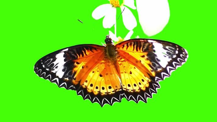 Animated Butterfly Stock Video Footage For Free Download Animated Butterfly Stock Video Footage For Free Download