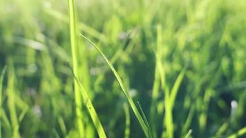Close up of green grass in the sunlight video