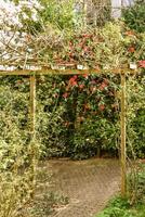 A small garden with a bench and a tree photo