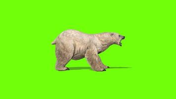 Polar Beer Idle Animation Green Screen video