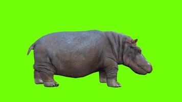 Hippo Idle Animation video