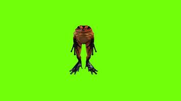 Frog Jump Animation Green Screen video