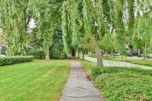 A path that is lined with trees and grass photo