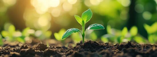 Lush Green Seedling Sprouting from Earth Surface Representing New Life and Growth Potential photo