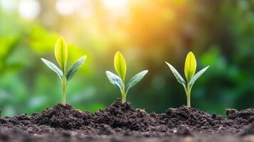 New Life Sprouting from Fertile Soil Amidst Green Environment photo