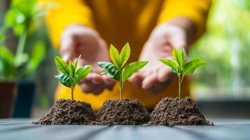 Hands Planting and Nurturing Young Seedlings for Sustainable Growth photo