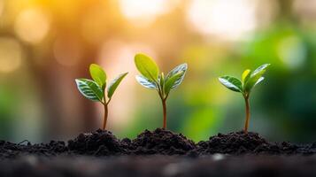 Sprouting Seedlings in Soil Symbolizing Growth and New Beginnings photo