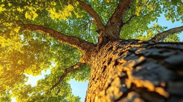 Stunning Autumn Tree Canopy with Vibrant Foliage and Dappled Sunlight in a Peaceful Forest Landscape photo