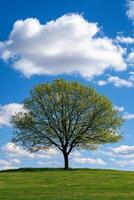 Majestic Solitary Tree Stands Tall Against Vibrant Sky with Fluffy White Clouds in Lush Green Meadow Landscape photo