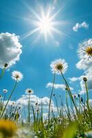 Bright Sunny Day with Daisies Blooming in Lush Green Meadow under Blue Sky with Fluffy Clouds photo