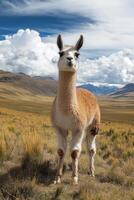 Curious Llama Standing in Scenic Andean Grassland photo