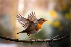 A robin is sitting on a branch with its wings spread photo