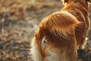 A dog with a long tail standing in a field photo