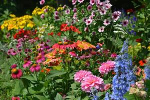 A garden full of colorful flowers photo