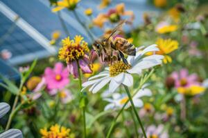 A bee is standing on a flower with solar panels in the background photo