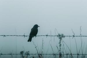 A black bird sitting on a barbed wire fence photo