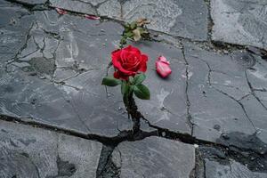 A single red rose is sitting on the ground in a crack photo