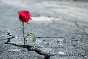 A single red rose is growing out of a crack in the asphalt photo