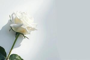 White rose on white background photo