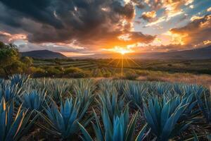 Agave fields at sunset in mexico photo