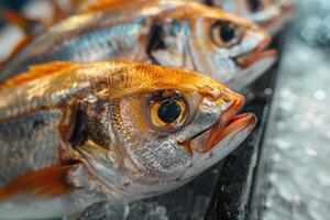 A group of fish sitting on ice in a freezer photo