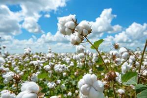 Cotton field with blue sky and clouds photo