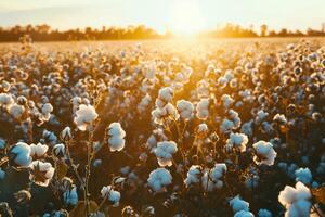 Cotton field at sunset photo