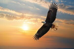 A bald eagle soaring in the sky at sunset photo
