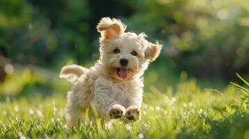 A small white dog running through the grass photo