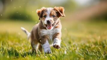 A brown and white puppy running through a grassy field photo