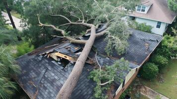 A tree is leaning over a roof and a house photo