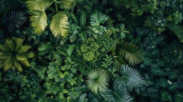 A large green jungle with many different plants photo