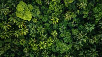 An aerial view of a forest with green trees photo