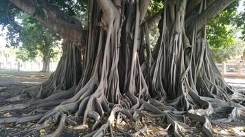 A banyan tree with its roots exposed photo