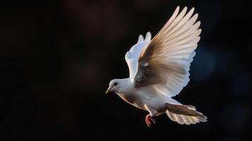 A white dove flying in the air photo
