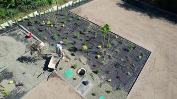 An aerial view of a garden with plants and trees video