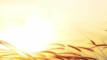A field of grass with the sun setting behind it video