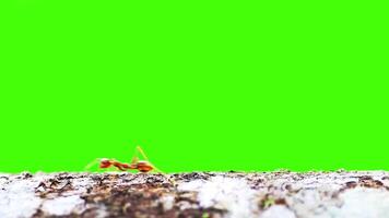 Ants on a tree trunk with green screen background video