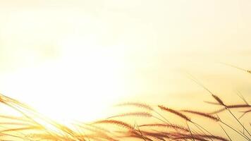 A field of grass with the sun shining through it video