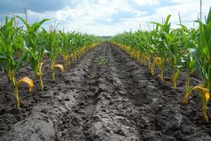 Dry cracked soil arid land between crops rows during drought photo